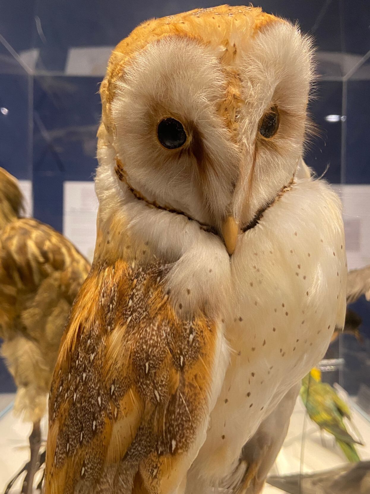 barn owl